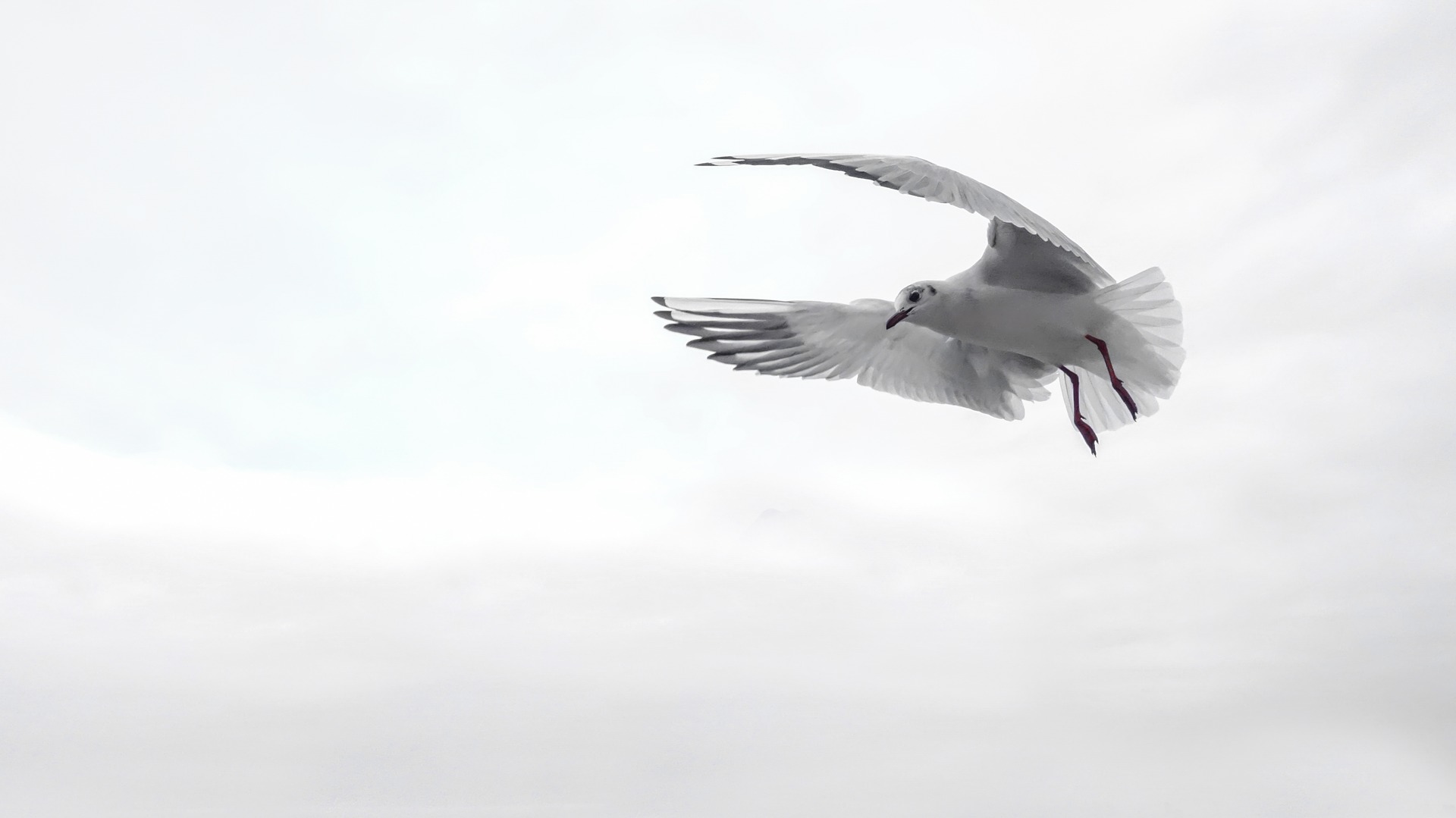 A bird flying in freedom