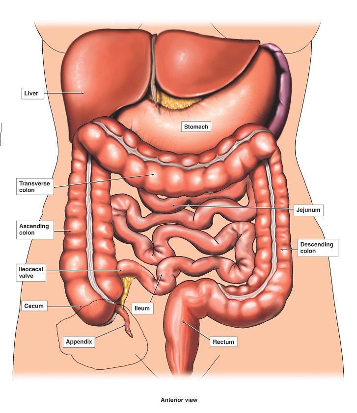 Interior human body marked appendix    
